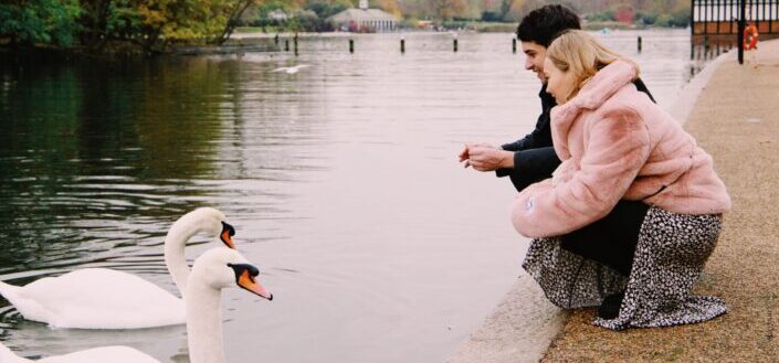 pareja joven positiva admirando cisnes cerca del lago