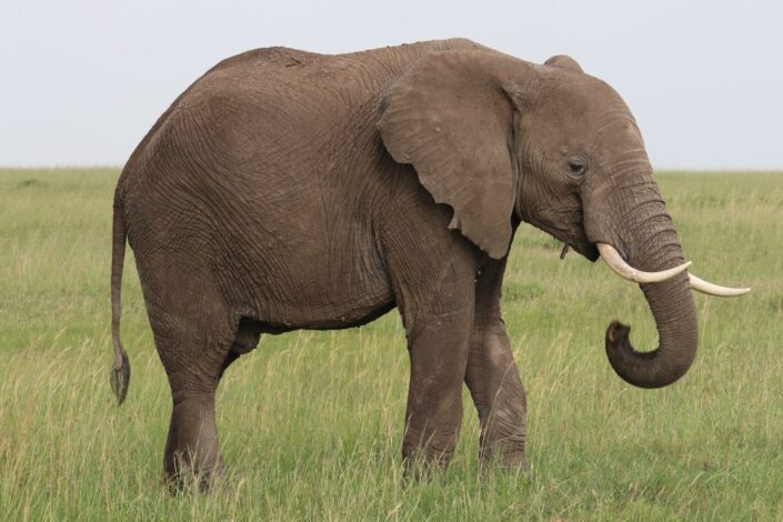 un gran elefante